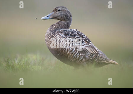 Les femelles eider (Somateria mollissima) portrait, près de Longyearbyen, Spitsbergen, Svalbard, Norvège, juillet. Banque D'Images