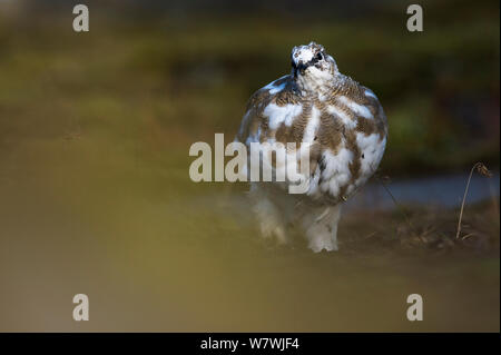 Svalbard ptarmigan (Lagopus muta hyperborea) une partie de la mue de l'été à plumage d'hiver, près de Longyearbyen, Spitsbergen, Svalbard, Norvège, septembre. Banque D'Images