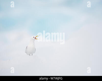 La mouette tridactyle (Rissa tridactyla) debout sur la glace d'appeler, au nord du Svalbard, Norvège, juillet. Banque D'Images