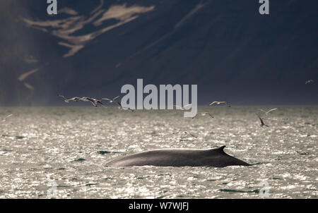 Rorqual bleu (Balaenoptera musculus) avec Mouette tridactyle (Rissa tridactyla) volant au-dessus dans le fjord au nord du Spitzberg, Svalbard, Norvège, juillet. Les espèces en voie de disparition. Banque D'Images