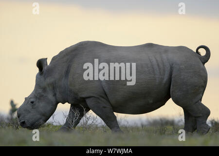 Thandi la femelle rhinocéros blanc du sud (Ceratotherium simum) qui a perdu sa corne dans une attaque par des braconniers, Kariega Game Reserve, Province orientale du Cap, Afrique du Sud Banque D'Images