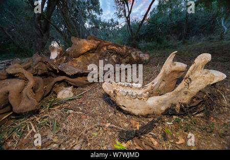 Rhinocéros blanc du sud (Ceratotherium simum) mâchoire et reste parmi les buissons épars, Kariega Game Reserve, Province orientale du Cap, Afrique du Sud, septembre. Banque D'Images