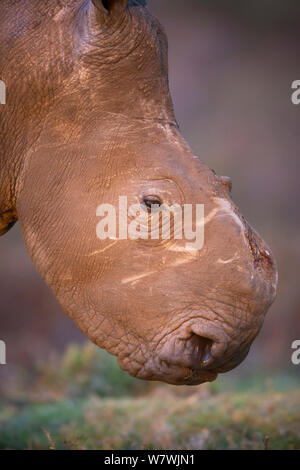 Thandi la femelle rhinocéros blanc du sud (Ceratotherium simum) qui a perdu sa corne dans une attaque par des braconniers, Kariega Game Reserve, Province orientale du Cap, Afrique du Sud Banque D'Images