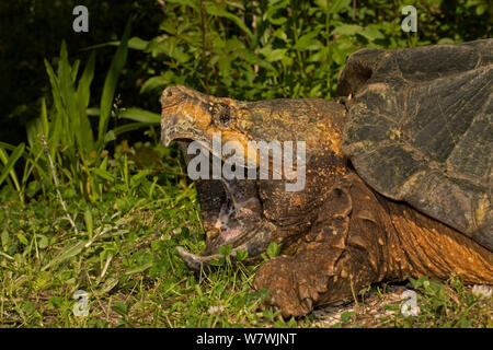 Tortue Alligator (Macrochelys temminckii) avec la bouche grande ouverte, Louisiane, USA, avril. Les espèces vulnérables. Banque D'Images