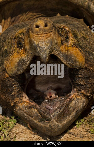 Tortue Alligator (Macrochelys temminckii) avec la bouche grande ouverte, Louisiane, USA, avril. Les espèces vulnérables. Banque D'Images