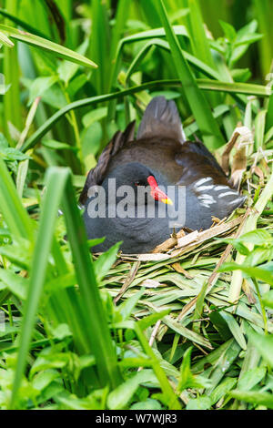 Gallinule poule-d'eau (Gallinula chloropus) adulte sur son nid en incubation, UK, mai. Banque D'Images