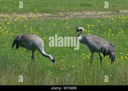 Common / grue Eurasienne (Grus grus) âgés de deux jours, à avaler une Leatherjacket (Tipulidae) lui est donné par sa mère, &# 39;Chris&# 39 ; l'âge de quatre ans, publié par le grand projet de la grue, comme père &# 39;Monty&# 39 ; recherche sur les pâturages en bordant un marais à carex, Slimbridge, Gloucestershire, Royaume-Uni, mai 2014. Banque D'Images