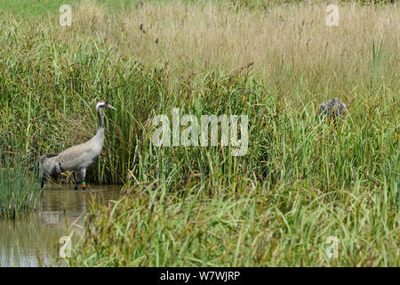 Common / grue Eurasienne (Grus grus) Monty, publié par le grand projet de grue, de patauger dans une piscine de carex vers son site de nidification, pour soulager sa partenaire &# 39;Chris&# 39 ; des fonctions d'incubation, Slimbridge, Gloucestershire, Royaume-Uni, mai 2014. Banque D'Images