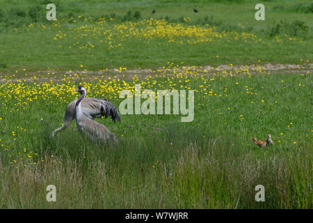 Deux jour 2 / commune grue eurasienne poussins (Grus grus) à la suite de leurs parents, &# 39;Monty&# 39# 39 ; et &&# 39;Chris ;, publié par le grand projet de grue en 2010, comme ils le fourrage de pâturage en bordure d'un marais à carex, Slimbridge, Gloucestershire, Royaume-Uni, mai 2014. Banque D'Images