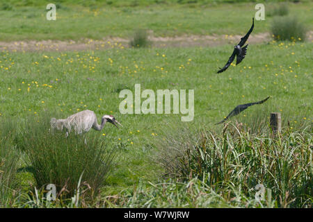 Common / grue Eurasienne (Grus grus) Monty, publié par le grand projet de grue en 2010, chassant deux choucas (Corvus monedula) qui a apprached trop près de ses jeunes poussins sur les pâturages en bordure d'un marais à carex, Slimbridge, Gloucestershire, Royaume-Uni, mai 2014. Banque D'Images