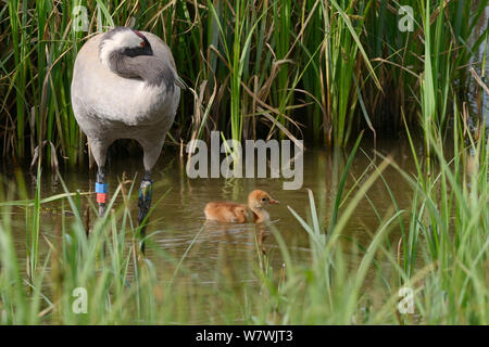 Deux jours / commune grue Eurasienne (Grus grus) Nager dans une piscine de carex des marais, comme sa mère, Chris, qui a été libéré par le grand projet de grue en 2010, preens à proximité, Slimbridge, Gloucestershire, Royaume-Uni, mai 2014. Banque D'Images