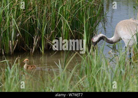 Deux jours / commune grue Eurasienne (Grus grus) Nager dans une piscine de laîche des marais, suivie de près par sa mère, Chris, qui a été libéré par le grand projet de grue en 2010, Slimbridge, Gloucestershire, Royaume-Uni, mai 2014. Banque D'Images