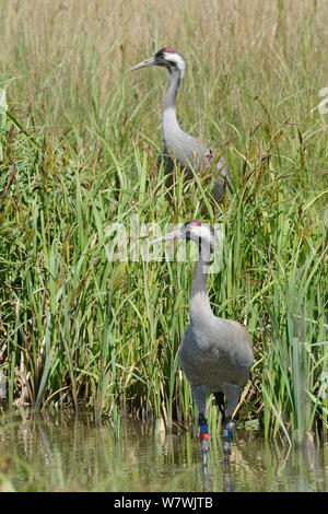 Common / grue Eurasienne (Grus grus) Chris, publié par le grand projet de grue, debout dans une piscine de carex comme son compagnon Monty se dresse sur leur nid après avoir pris en charge les fonctions d'incubation d'elle, Slimbridge, Gloucestershire, Royaume-Uni, mai 2014. Banque D'Images