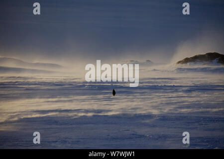 L'manchot empereur (Aptenodytes forsteri) marche dans la tempête, l'Antarctique, septembre. Banque D'Images