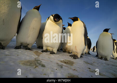 Manchots empereurs (Aptenodytes forsteri) un curieux looking at camera, l'Antarctique, octobre. Banque D'Images