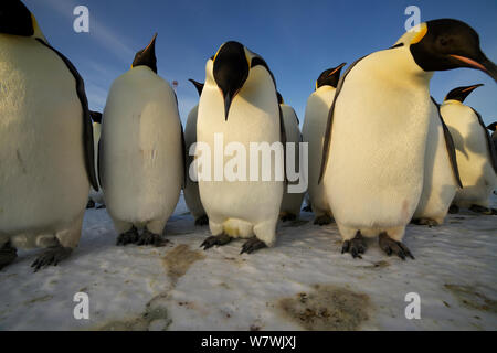 Curieux de manchots empereurs (Aptenodytes forsteri) antarctique, octobre. Banque D'Images