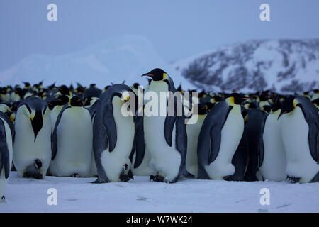 Manchot Empereur (Aptenodytes forsteri) colonie de pingouins, certains avec de jeunes poussins, l'un avec un oeuf sur pieds, l'Antarctique, juillet. Banque D'Images