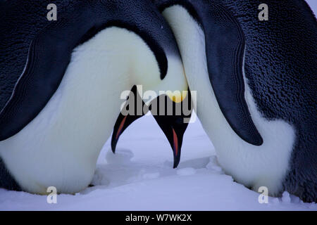 Manchot Empereur inexpérimentés (Aptenodytes forsteri) paire en passant par les propositions d'échange d'oeufs avec un morceau de glace, l'Antarctique, juin. Banque D'Images