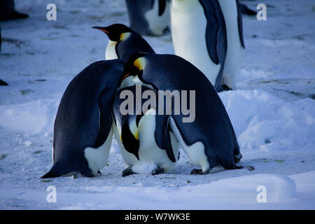 Manchot Empereur inexpérimentés (Aptenodytes forsteri) paire en passant par les propositions d'échange d'oeufs avec un morceau de glace, l'un avec de la glace, l'autre combat, l'Antarctique, mai. Banque D'Images