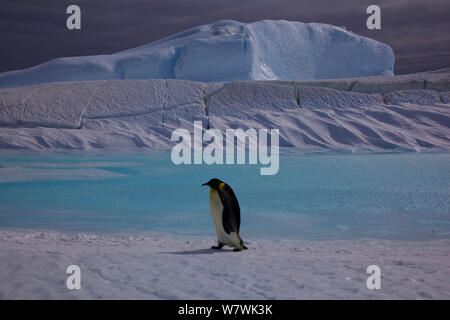 Manchot Empereur (Aptenodytes forsteri) marcher passé formations de glace, l'Antarctique, novembre. Banque D'Images