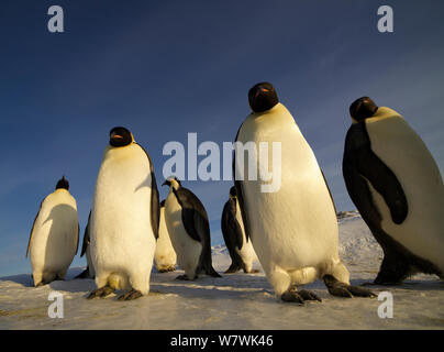 Curieux de manchots empereurs (Aptenodytes forsteri) antarctique, octobre. Banque D'Images