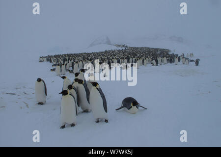 Manchot Empereur (Aptenodytes forsteri) colonie dans la neige, quelques glissades à la périphérie, curieux personnes qui approchent de l'appareil photo, l'Antarctique, août. Banque D'Images