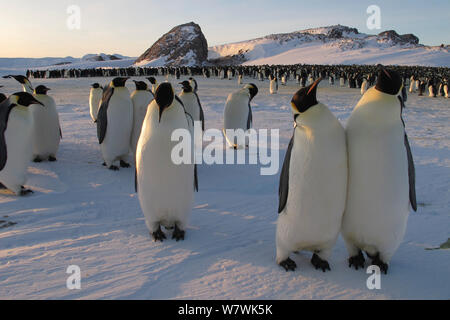 Des groupes de curieux manchots empereurs (Aptenodytes forsteri) au bord de la colonie, l'Antarctique, juillet. Banque D'Images