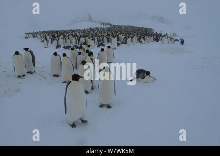 Manchot Empereur (Aptenodytes forsteri) colonie dans la neige, quelques glissades à la périphérie, curieux personnes qui approchent de l'appareil photo, l'Antarctique, août. Banque D'Images