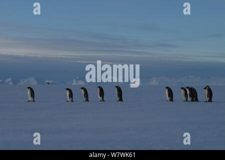 Les manchots empereurs (Aptenodytes forsteri) traversée de la glace de mer Retour à la mer après chaque pose un œuf, l'Antarctique, mai. Banque D'Images