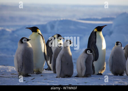 Manchot Empereur (Aptenodytes forsteri) adultes et poussins, l'Antarctique, octobre. Banque D'Images