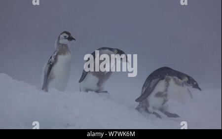 Trois manchot empereur (Aptenodytes forsteri) poussins marche dans la neige, l'Antarctique, décembre. Banque D'Images