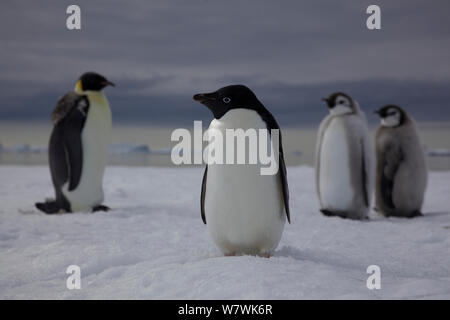 Manchot Adélie (Pygoscelis adeliae) avec manchot empereur (Aptenodytes forsteri) adulte et deux oisillons derrière, l'Antarctique, janvier. Banque D'Images