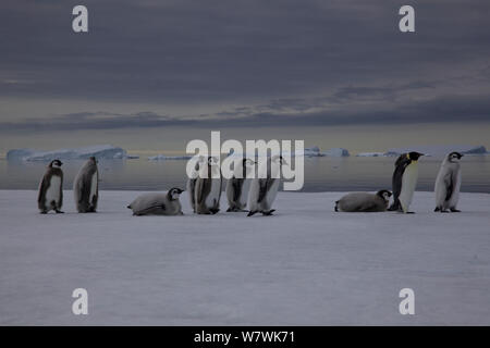 Manchot Empereur (Aptenodytes forsteri) poussins et adultes en mue une balade et de la luge sur la glace de mer, l'Antarctique, janvier. Banque D'Images