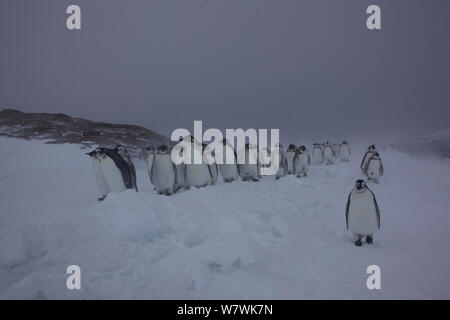 Manchot Empereur (Aptenodytes forsteri) poussins marche à travers la neige, l'Antarctique, décembre. Banque D'Images