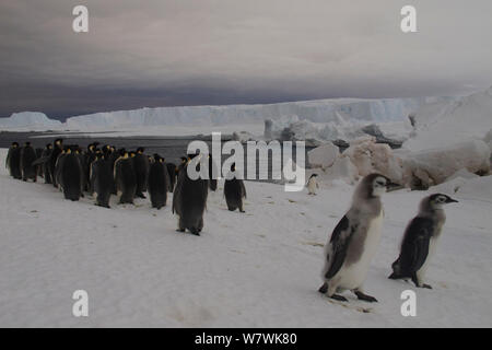 Manchots empereurs (Aptenodytes forsteri) sur la glace de mer, les adultes à marcher en direction de l'eau et deux de marche et un manchot Adélie (Pygoscelis adeliae) près de l'eau, l'Antarctique, décembre. Banque D'Images