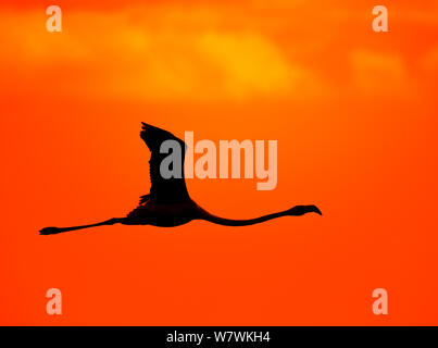 Flamant rose (Phoenicopterus roseus) en vol, silhouette au coucher du soleil, Le Cap, Afrique du Sud, octobre. Banque D'Images