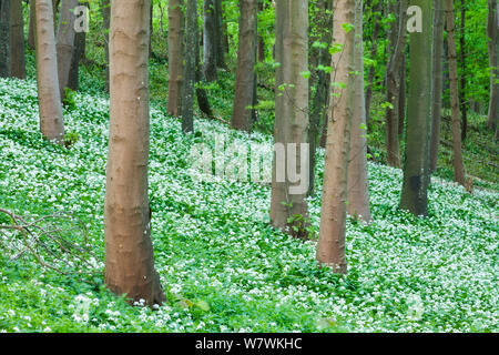 Ramsons Allium ursinum (floraison) dans un hêtre (Fagus sylvatica), Winterborne Abbas, Dorset, England, UK, mai. Banque D'Images