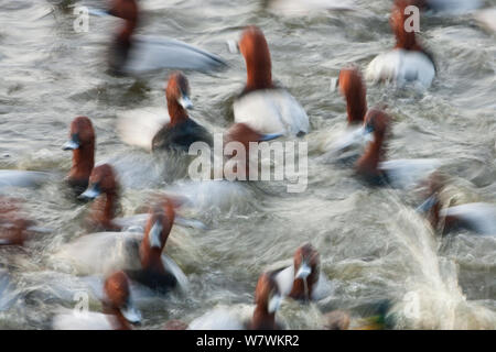 Groupe d'homme Pochard (Aythya ferina) sur l'eau avec le flou, WWT Welney Réserver, Norfolk, Angleterre, Royaume-Uni, janvier. Banque D'Images