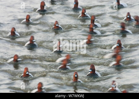 Groupe d'homme Pochard (Aythya ferina) sur l'eau avec le flou, WWT Welney Réserver, Norfolk, Angleterre, Royaume-Uni, janvier. Banque D'Images