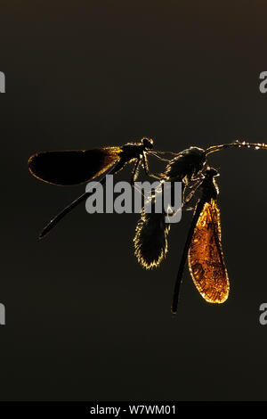 Deux belles demoiselles (Calopteryx virgo), rivière Char, Charmouth, Dorset, Angleterre, Royaume-Uni, juin. Banque D'Images