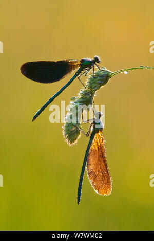 Deux belles demoiselles (Calopteryx virgo), rivière Char, Charmouth, Dorset, Angleterre, Royaume-Uni, juin. Banque D'Images