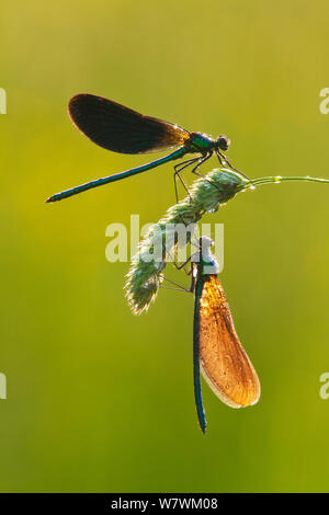 Deux belles demoiselles (Calopteryx virgo), rivière Char, Charmouth, Dorset, Angleterre, Royaume-Uni, juin. Banque D'Images