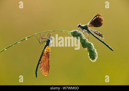 Deux belles demoiselles (Calopteryx virgo) reposant sur une tête de semences de graminées, rivière Char, Charmouth, Dorset, Angleterre, Royaume-Uni, juin. Banque D'Images