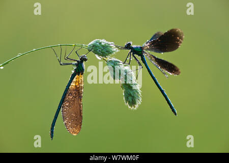 Deux belles demoiselles (Calopteryx virgo), rivière Char, Charmouth, Dorset, Angleterre, Royaume-Uni, juin. Banque D'Images