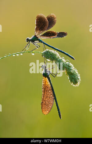 Deux belles demoiselles (Calopteryx virgo), rivière Char, Charmouth, Dorset, England, UK Banque D'Images