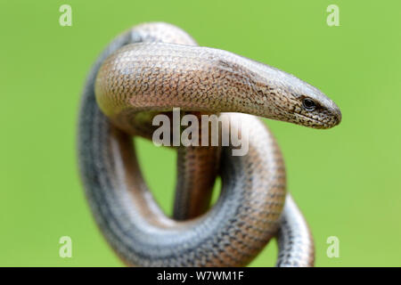 Close-up of Slow worm (Anguis fragilis) avec son corps enroulé, Alsace, France, mai. Banque D'Images