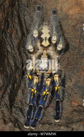 Saphir Gooty ornamenta tarantula (Poecilotheria metallica) captive, originaire de l'Inde. Espèces en danger critique d'extinction. Banque D'Images
