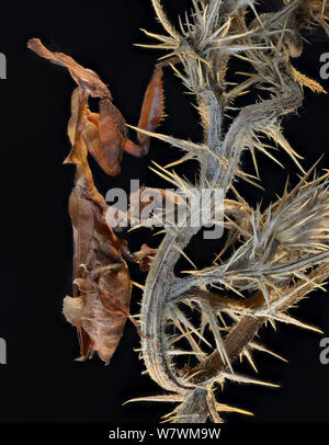Ghost Mantis (Phyllocrania paradoxa) féminin, à l'Afrique. Banque D'Images