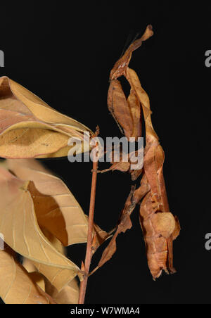 Ghost Mantis (Phyllocrania paradoxa) femelle captive, originaire d'Afrique. Banque D'Images