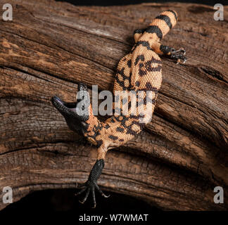 Monstre de Gila (Heloderma suspectum) avec la bouche ouverte, au sud-ouest de l'USA et de Sonora, au Mexique. Banque D'Images